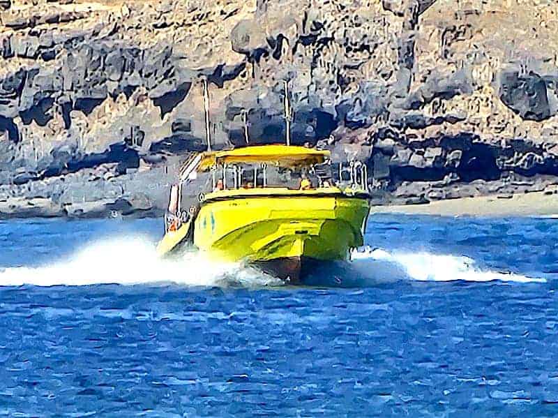 Dolphin and whale Fuerteventura boat