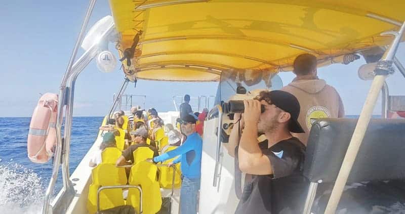 dolphin watching Fuerteventura