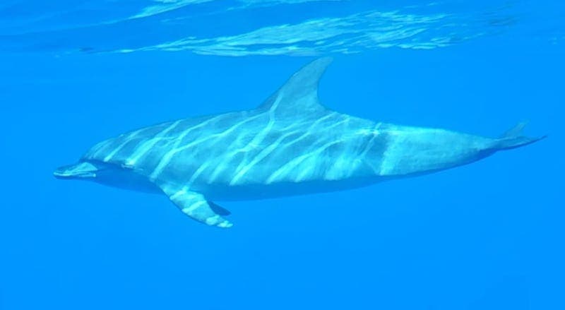 dolphin - delfin