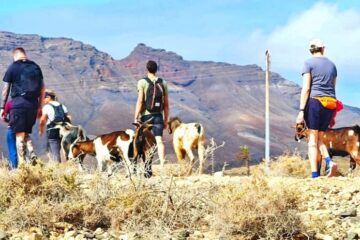 hiking with goats