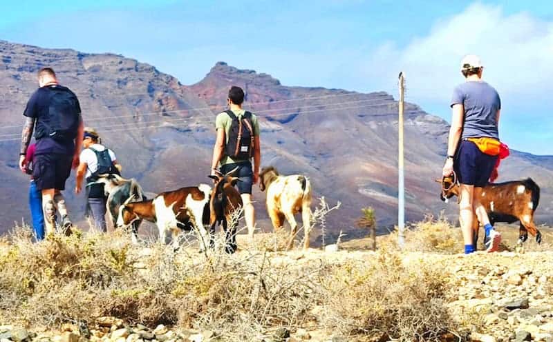 hiking with goats